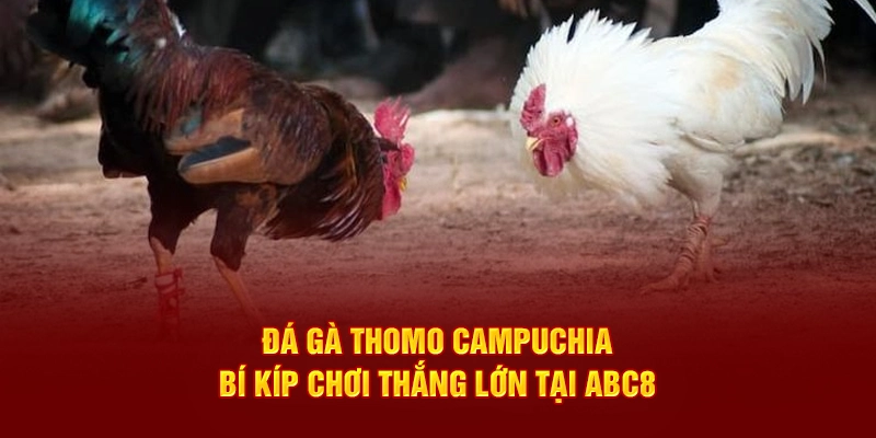 Đá gà thomo campuchia bí kíp chơi thắng tại ABC8