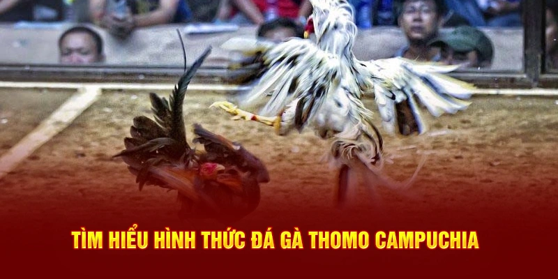 Tìm hiểu hình thức đá gà Thomo Campuchia