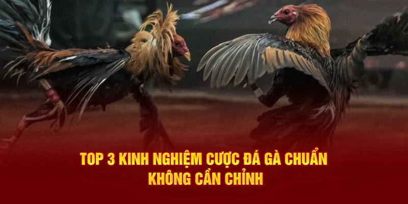 Top 3 kinh nghiệm cược đá gà chuẩn không cần chỉnh